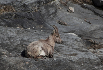 Giovane Stambecco Sdraiato