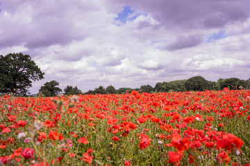 Red Poppy field at late afternoon in the summertime in Leicester-shire UK