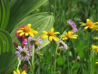 Pink, purple & yellow wildflowers