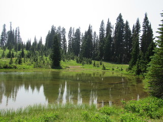 Fototapeta na wymiar Pond surrounded with pine reflecting in pond.