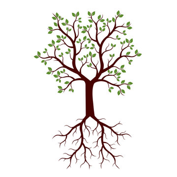Summer Tree with Roots. Vector Illustration.