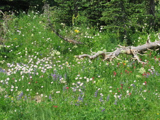 Wildflowers in a meadow. A dead tree lays across the middle of the meadow. 