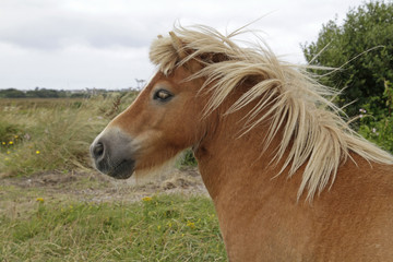 Irish pony with beautiful mane