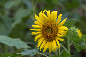 Sunflower closeup