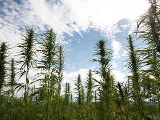 cannabis on a farm dancing in the wind