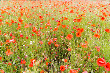 Red Poppy field at late afternoon in the summertime in Leicester-shire UK