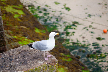 Sea bird perched at the side of the sea edge in Cornwall