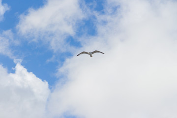 Sea gull flying against a blue sky with clouds