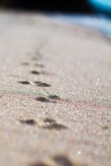 Fototapeta na wymiar New Zealand Beach Footsteps
