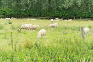Sheep grazing in a field in Leicester-shire
