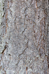 tree bark texture