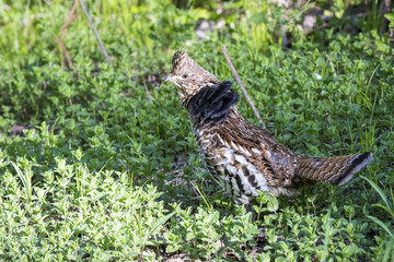 Grouse