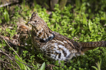 Grouse