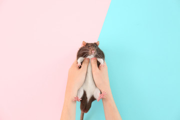 Obraz na płótnie Canvas Female hands holding cute rat on color background