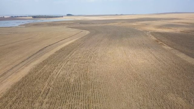 Winding rows of reaped corn in the dry season fly over