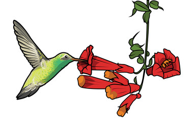 cartoon vector illustration of a hummingbird feeding © Andrew Adams