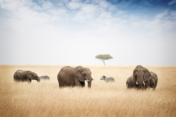 Naklejka premium Wypas słoni w Kenii w Afryce