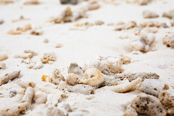 Fototapeta na wymiar Pieces of corals and shells on beach sand. Summer vacation concept