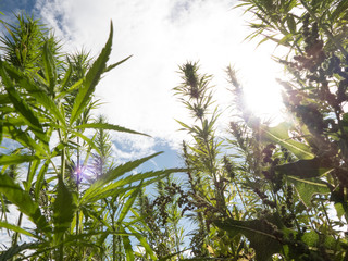 cannabis on a farm dancing in the wind