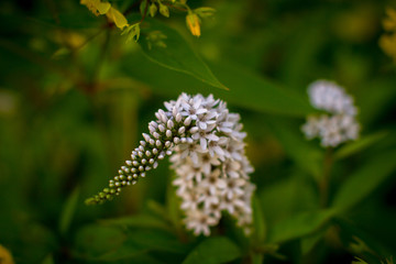White Flower Anteater Cluster 3