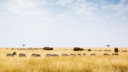 Fototapeta na wymiar Herds of Zebra and Elephants in Kenya