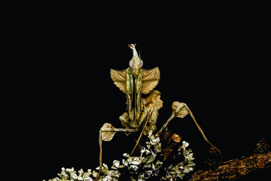 Idolomantis Diabolica
