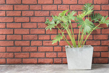 A brick wall with a potted plant. To use the interior and space for your text