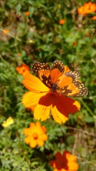 Butterfly on flower