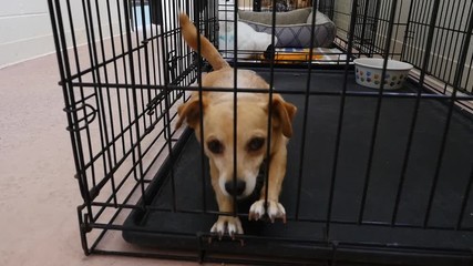 A happy little dog at an animal shelter - Powered by Adobe