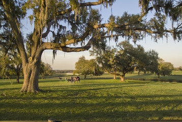 Scenic horse farm, Ocala, FL