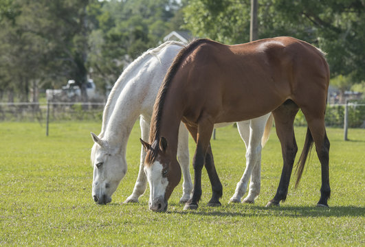 horses grazing in grass pasture