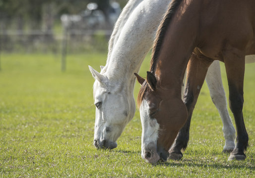 horses grazing in grass pasture