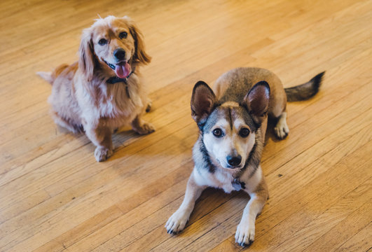 Two happy dogs looking at camera