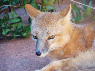 Female swift fox laying on a rock