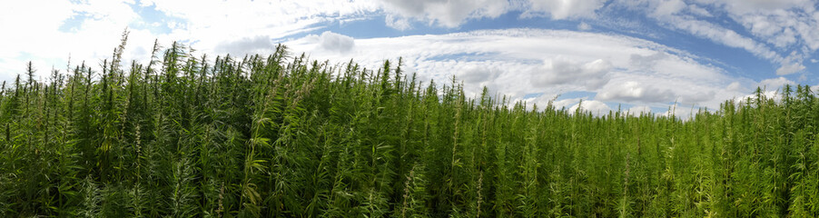cannabis on a farm dancing in the wind