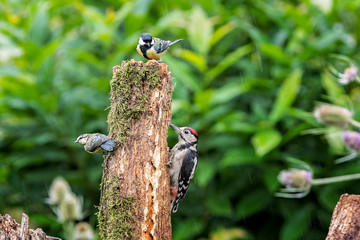 Juvenile Greater Spotted Woodpecker