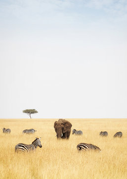 Fototapeta Zebra and Elephants in Kenya - Vertical