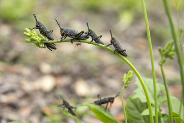Eastern lubber grasshopper larva feeding on ragwort weed