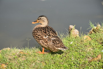 brown duck by pond