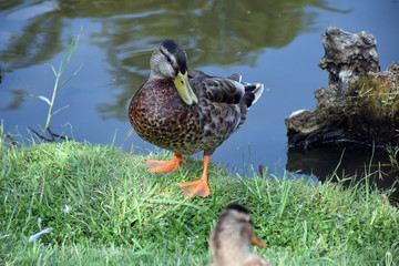 brown duck on grass by pond