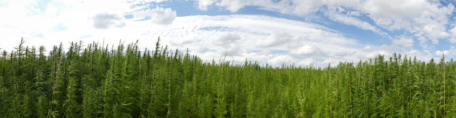 Fototapeta na wymiar cannabis on a farm dancing in the wind