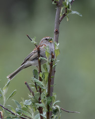 American Tree Sparrow