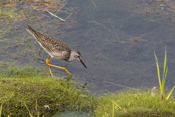 Lesser Yellowlegs