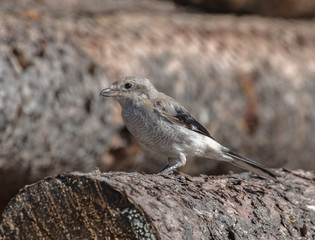 Northern Shrike