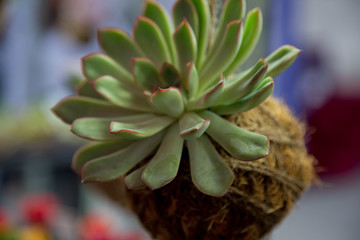 Background close up cactus flower pot coconut 
