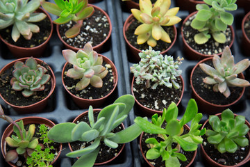 Green cactus plant s potted background decoration no people 