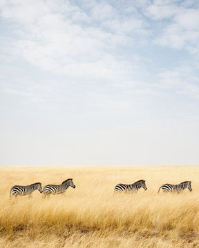 Fototapeta Zebra in Africa With Copy Space