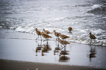 Marbled godwit in the surf