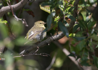Orange-crowned Warbler