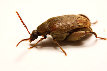 Sagra femorata purpurea Lichtenstein, Tricolor Big-legged